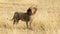 Male lion roaring, side view