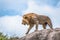 Male lion on rocky outcrop, Serengeti, Tanzania, Africa