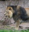 Male lion rolling his tongue