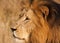 Male Lion With Scars Close-up