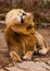 Male lion shakes mane, he has gorgeous long hair