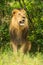 Male lion sits in grass by bushes