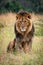 Male lion sits looking out over grassland