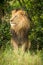 Male lion sits near bush turning left