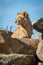 Male lion sits among rocks in sunshine