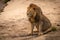 Male lion sits on sand facing left