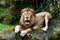 Male Lion sitting on the tree trunk