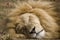 Male Lion Sleeping