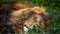 Male lion sleeping in the grass