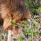 Male lion sniffing in bushes