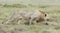 Male Lion stalking, (Panthera leo) Tanzania