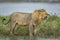 Male lion standing in green grass at the edge of river snarling in Ngorongoro in Tanzania