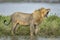 Male lion standing in the rain yawning in Ndutu in Tanzania