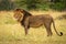 Male lion stands in grass facing left