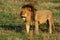 Male lion stands in grass staring ahead