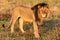 Male lion stands in grass turning head