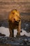 Male lion stands in muddy waterhole staring