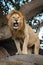 Male lion stands on rock near tree