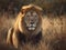 Male lion stands in safari