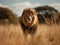 Male lion stands in safari