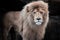 Male lion staring at the camera