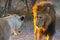 Male lion staring at lioness