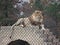 Male lion on stone platform in enclosure