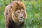 Male lion strolling