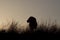 Male Lion at Sunrise