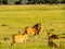 A male lion with three females