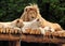 Male Lion With Two Baby Lions Resting On A Wooden Roof