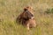 Male Lion waking from a late morning nap