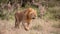 Male lion walking in the grass, Kenya