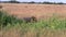 Male lion walking through high grass