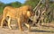 Male Lion walking on the Hwange Savannah