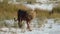 Male lion walking jumping saltpan Etosha Namiba Africa