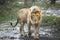 Male lion walking in the rain in mud in Ndutu in Tanzania