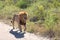 Male lion walking on road
