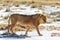 Male lion walking saltpan