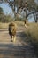 Male lion walking on a sand road with female lion on the background