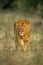 Male lion walks through clearing with catchlights