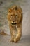 Male lion walks down track towards camera