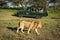 Male lion walks right past safari truck