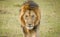 A male lion walks toward the camera.