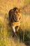 Male lion walks towards camera along track