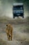 Male lion walks towards jeep on track