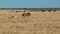 Male lion yawn walk sit zebras background Etosha Namiba Africa