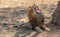 Male lion yawning and baring teeth in South Africa