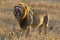 Male Lion yawning, South Africa