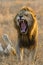 Male Lion yawning, South Africa